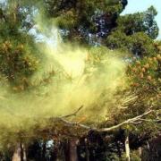 Սոճի ռեզորտ